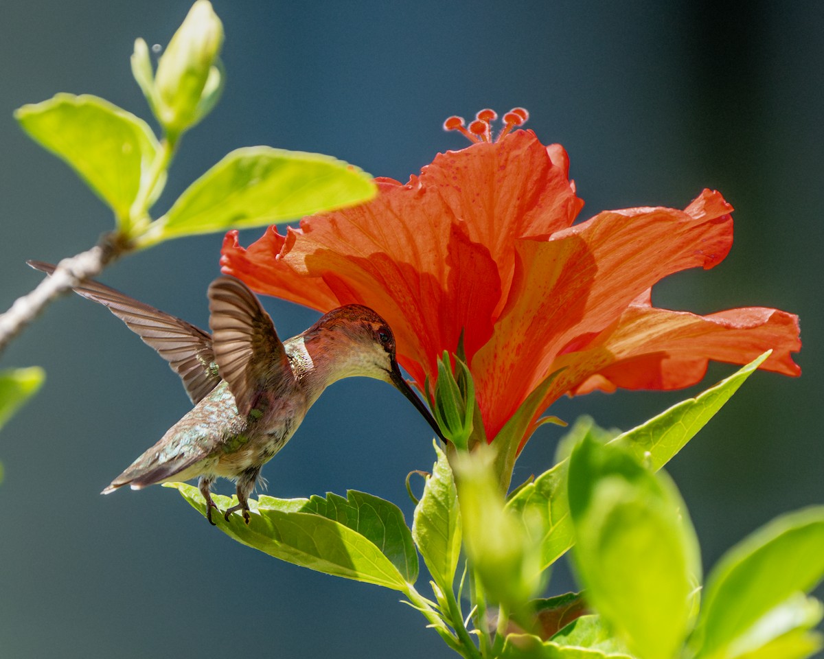Ruby-throated Hummingbird - ML620974609