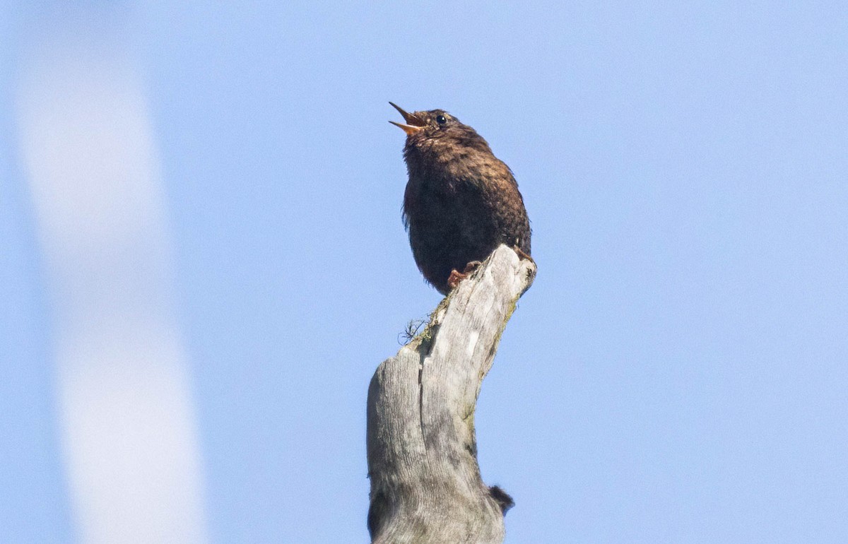 Pacific Wren - ML620974613