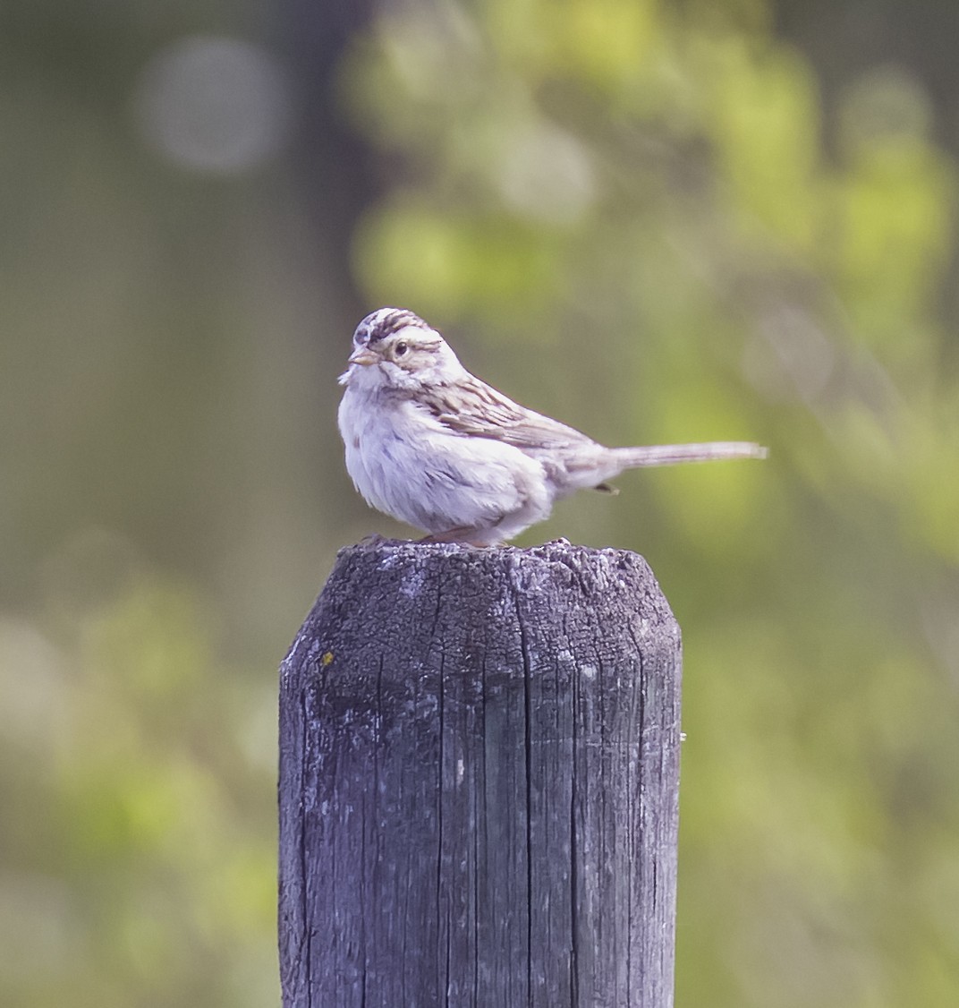 Clay-colored Sparrow - ML620974618