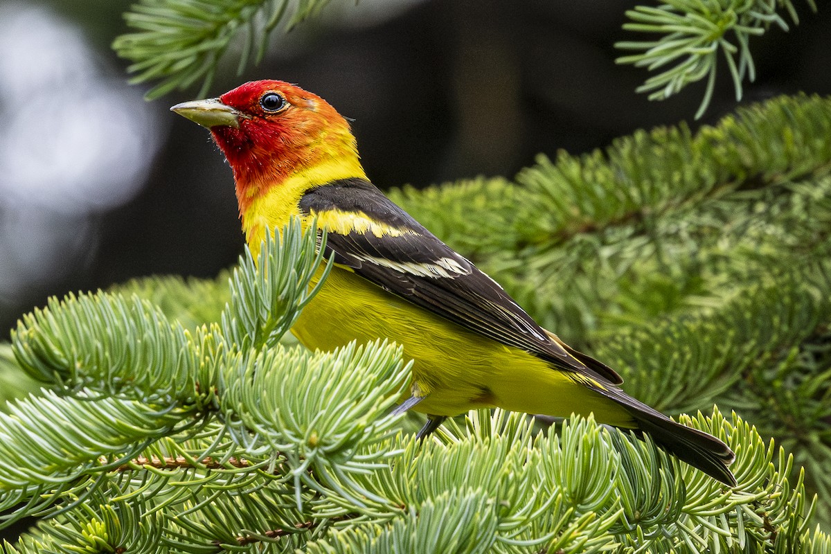 Western Tanager - ML620974621