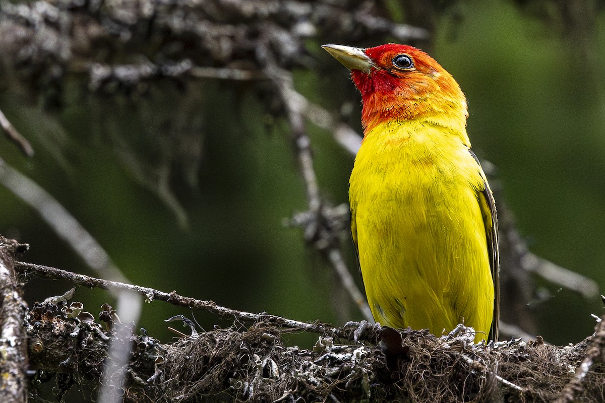 Western Tanager - ML620974623