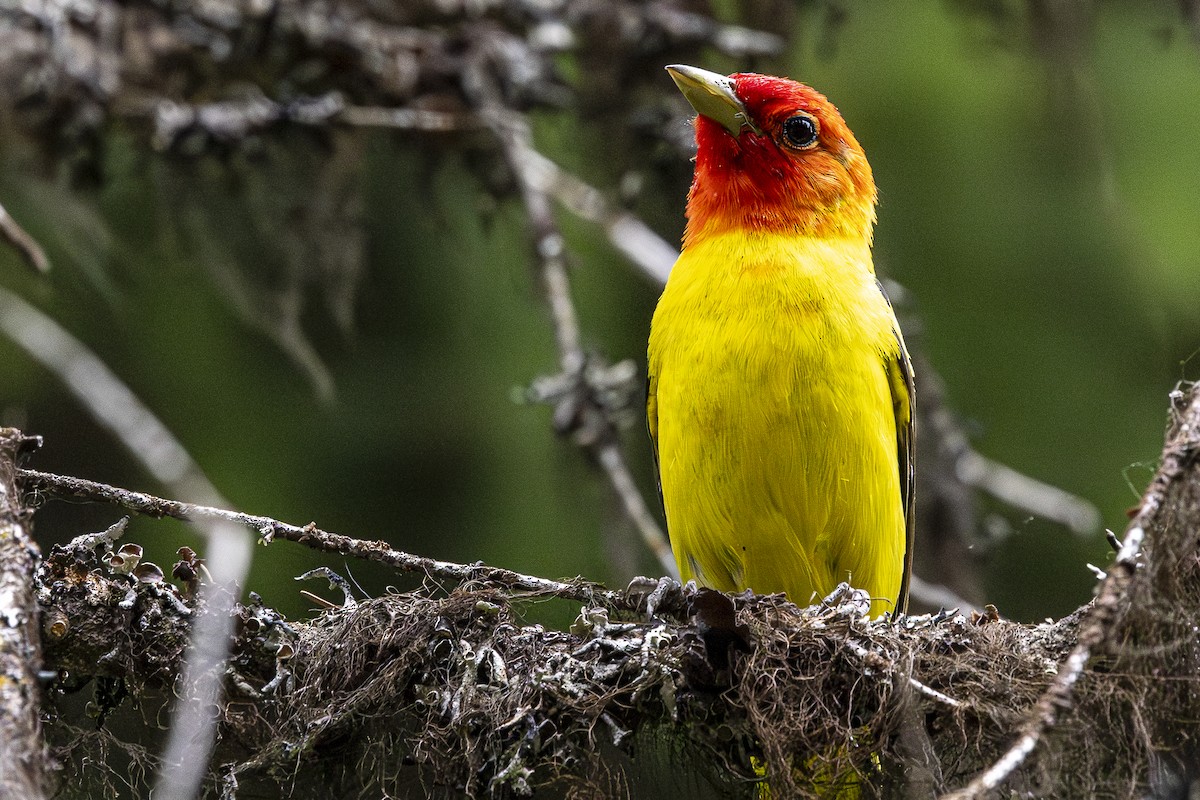 Western Tanager - ML620974628