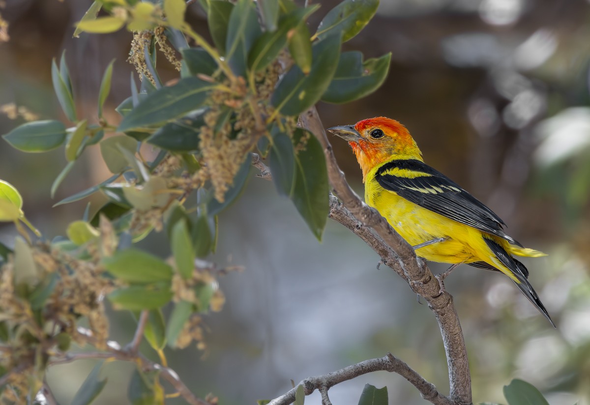 Western Tanager - ML620974636