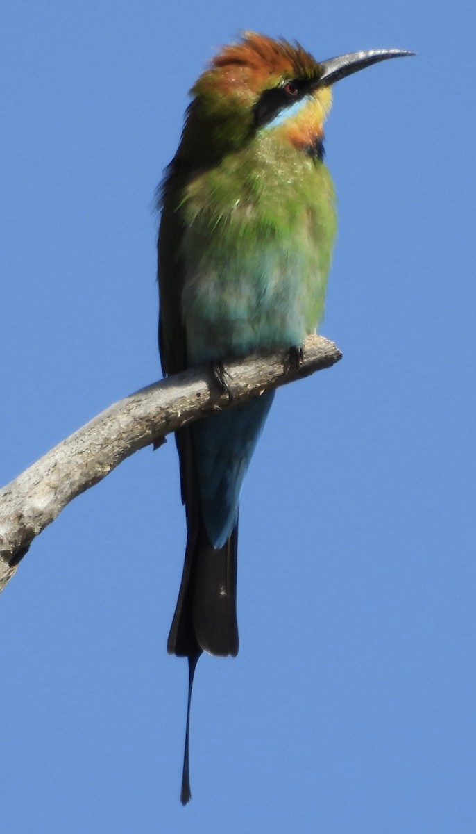 Rainbow Bee-eater - ML620974644