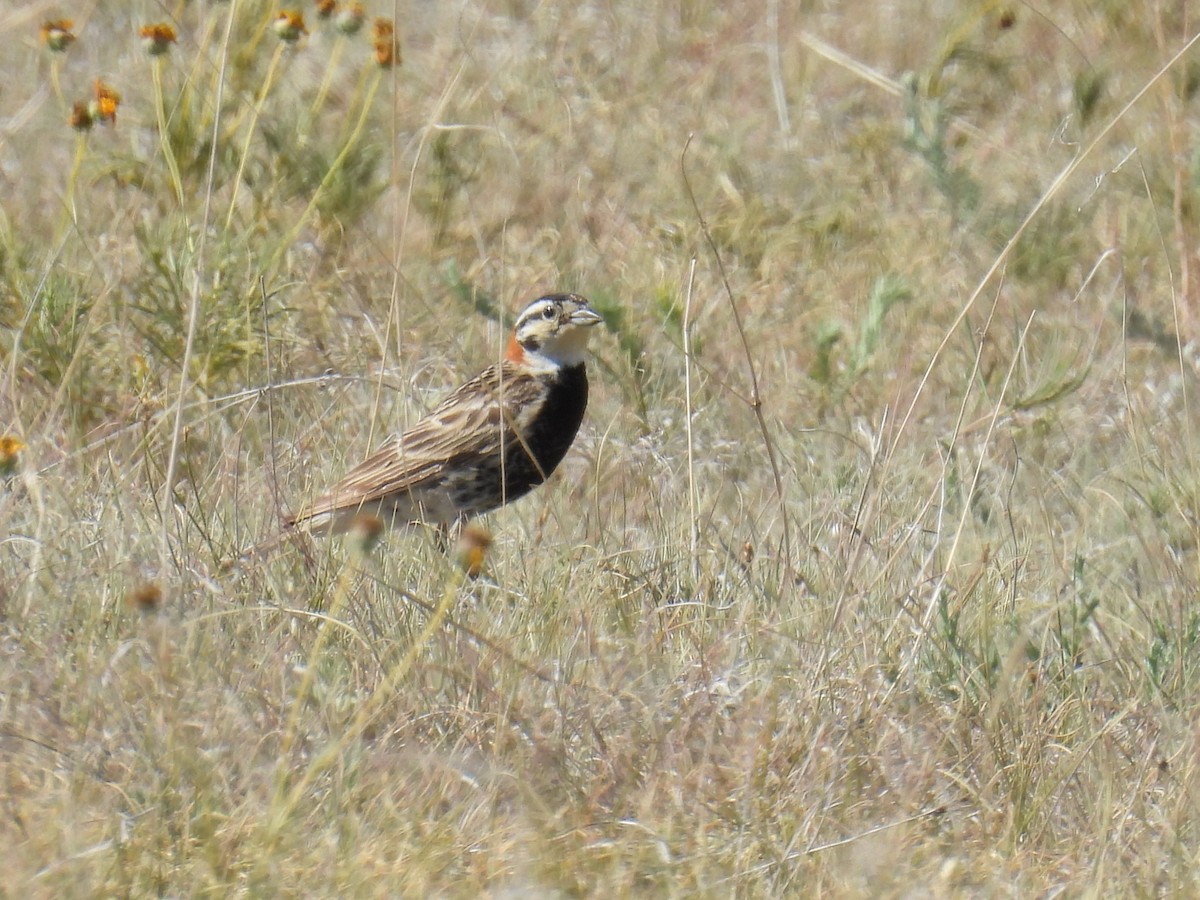 Chestnut-collared Longspur - ML620974671