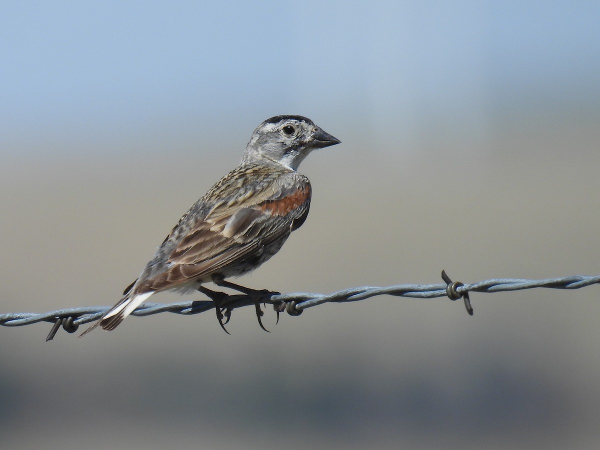 Thick-billed Longspur - ML620974677