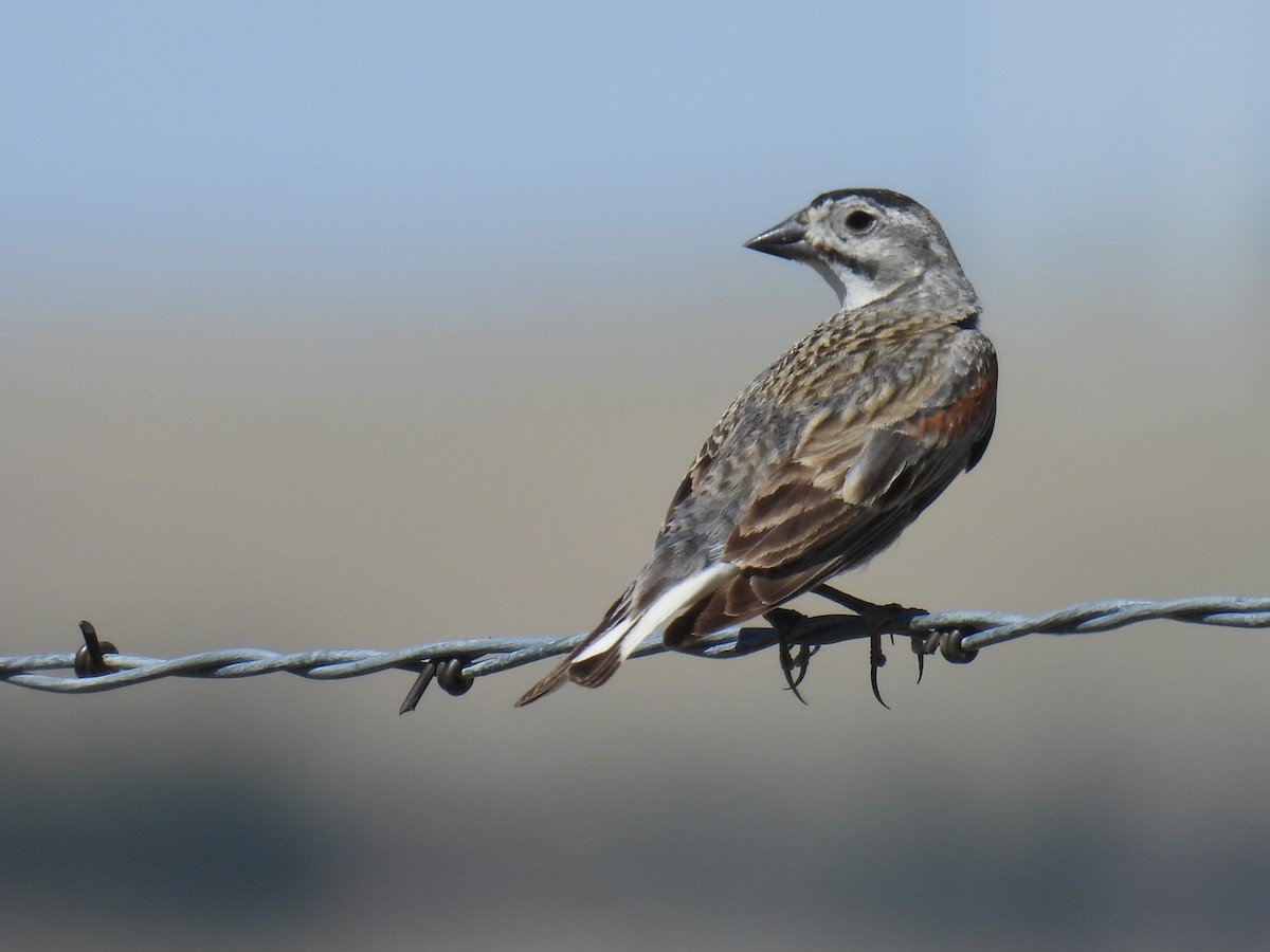 Thick-billed Longspur - ML620974678