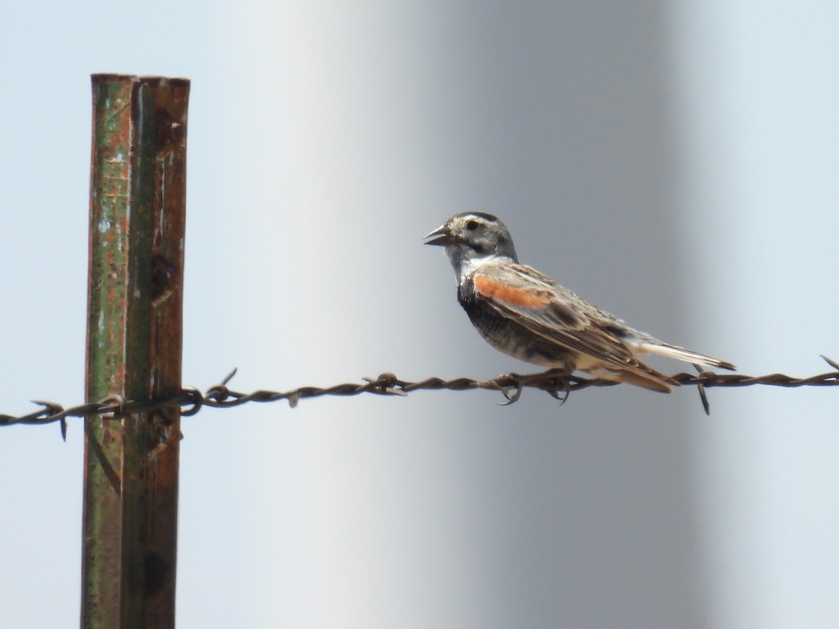 Thick-billed Longspur - ML620974686