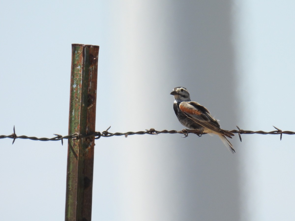 Thick-billed Longspur - ML620974687