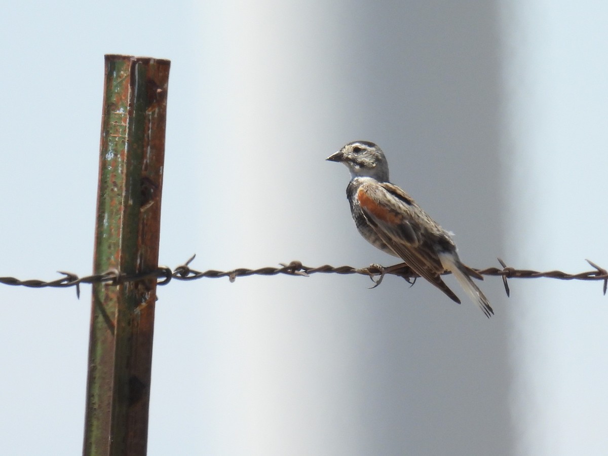Thick-billed Longspur - ML620974688