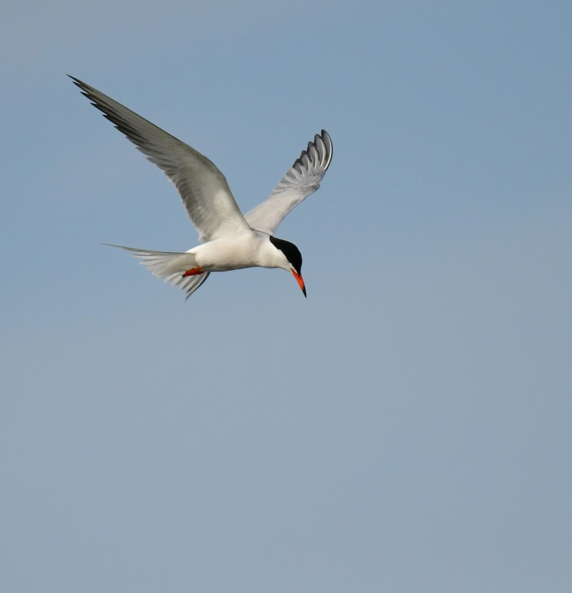 Common Tern - ML620974692