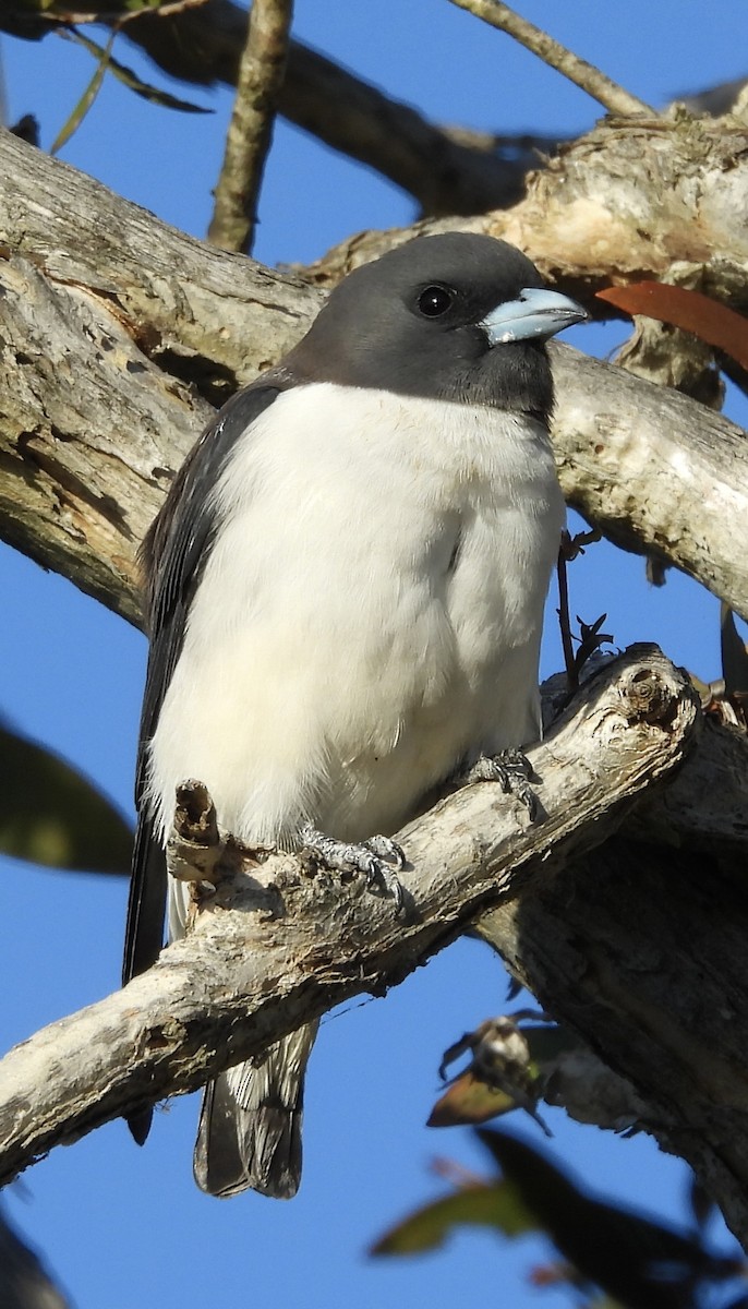 White-breasted Woodswallow - ML620974697