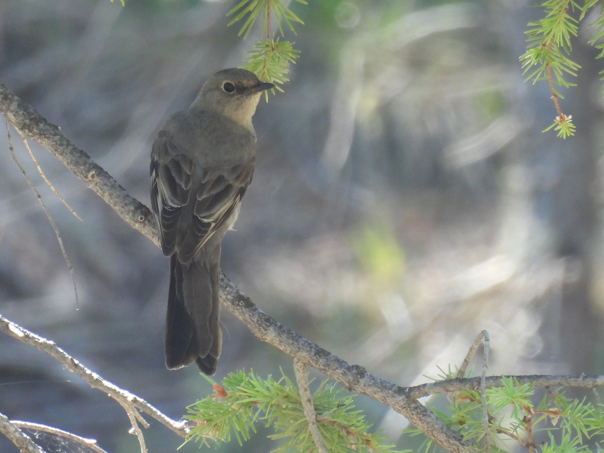 Townsend's Solitaire - ML620974718