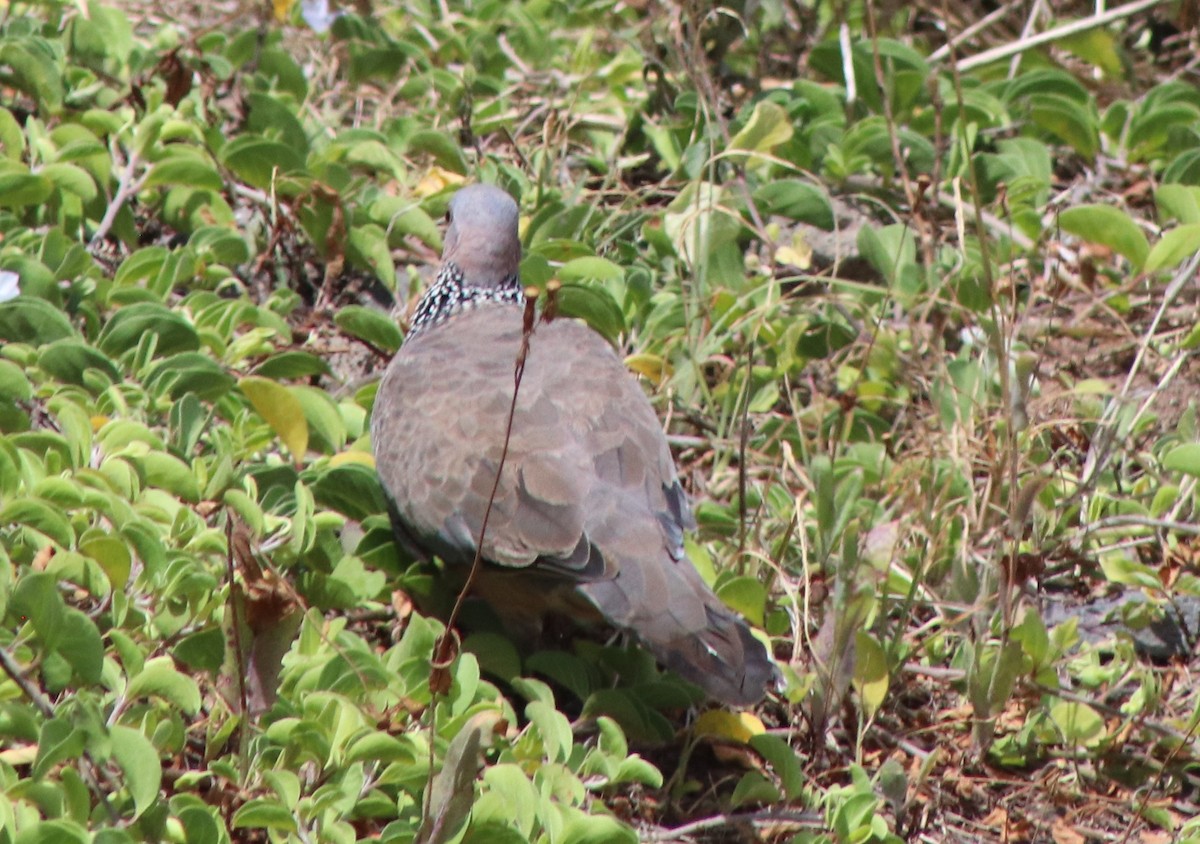 Spotted Dove - ML620974720