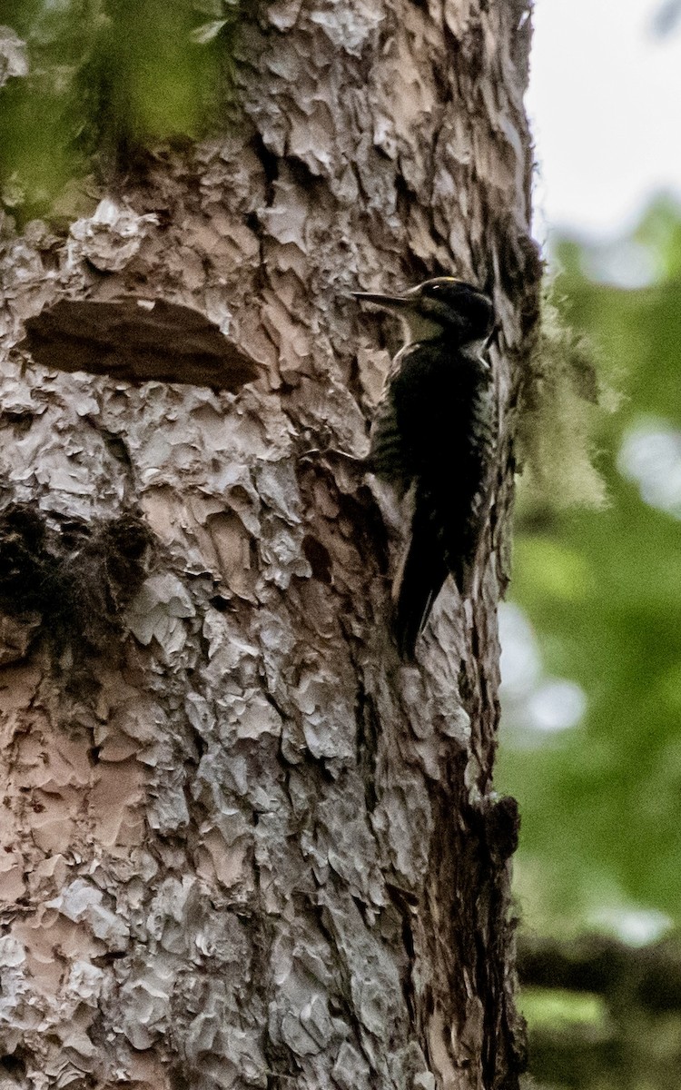 American Three-toed Woodpecker - Kayla McCurry