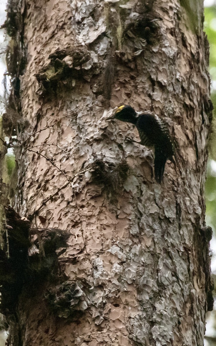 American Three-toed Woodpecker - ML620974733