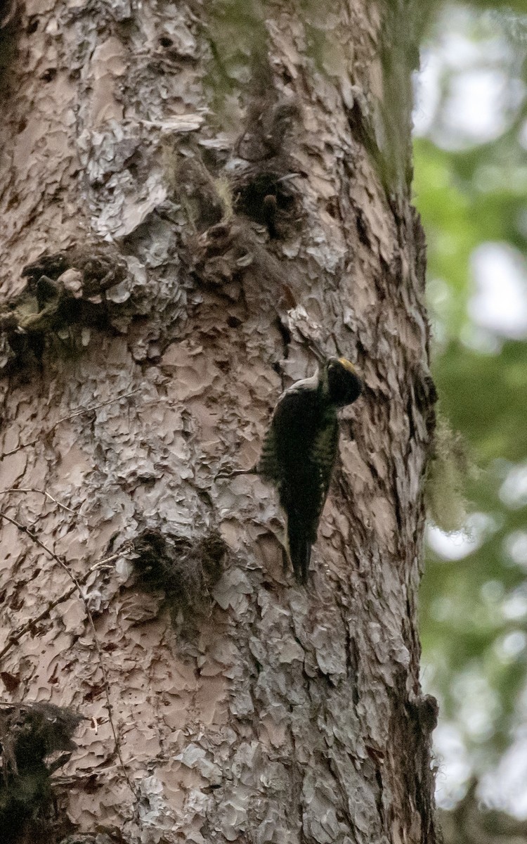 American Three-toed Woodpecker - ML620974734