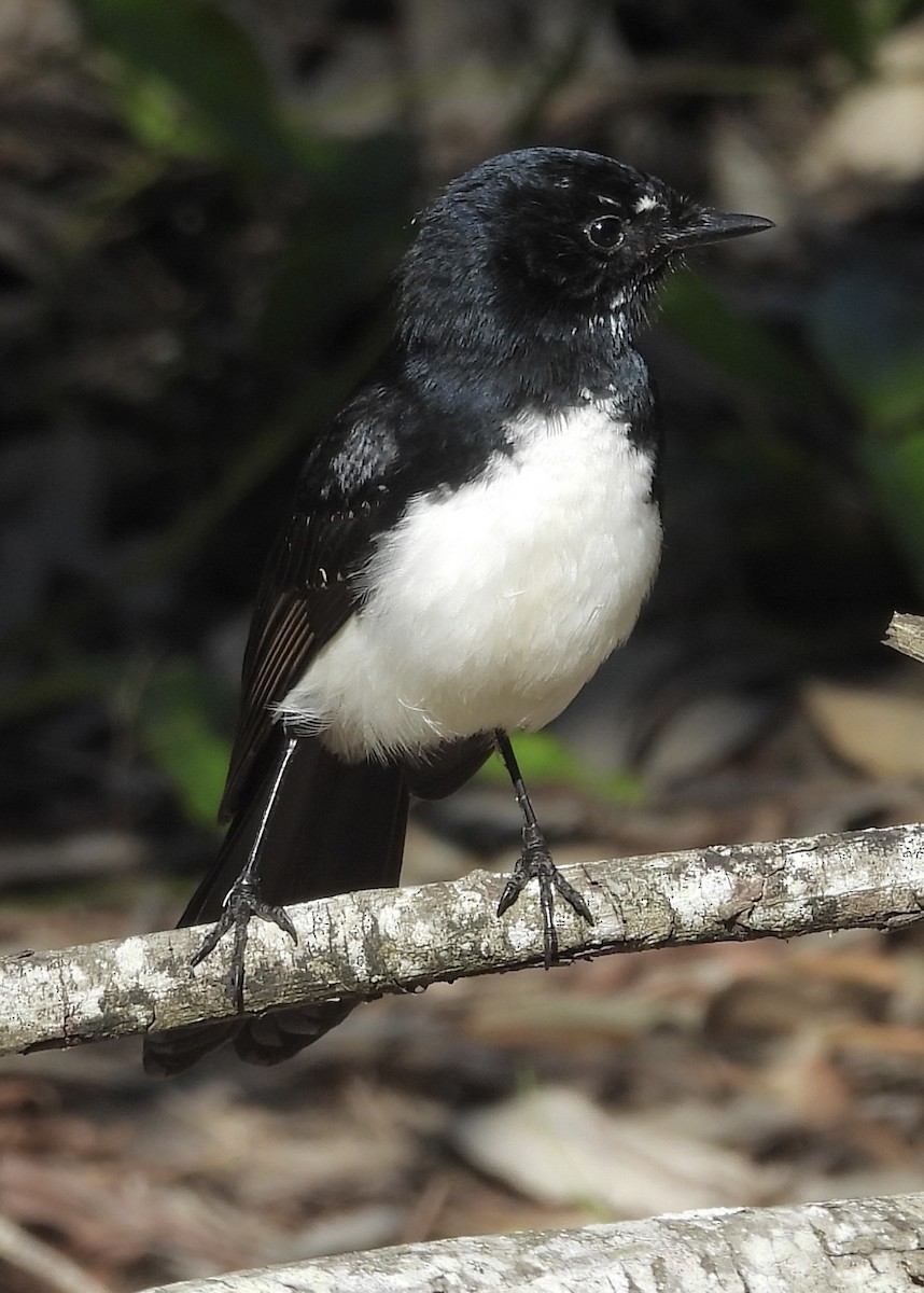 Willie-wagtail - ML620974745