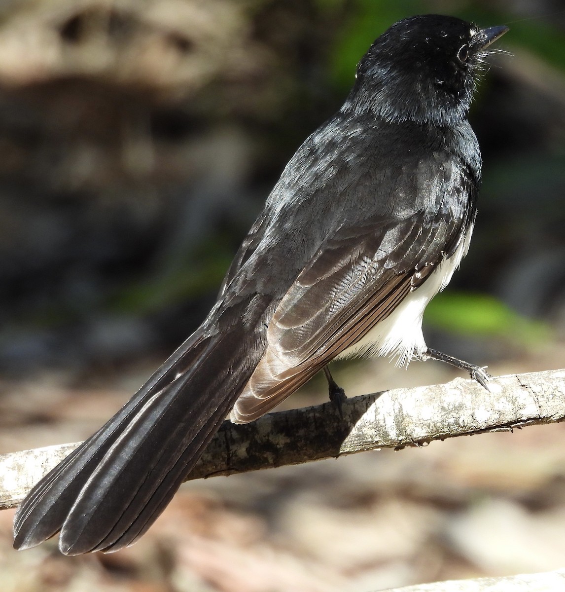 Willie-wagtail - ML620974747