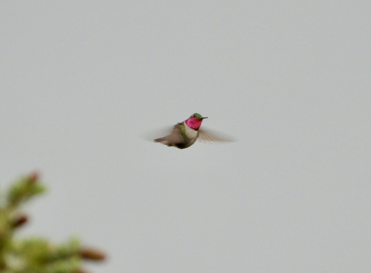 Broad-tailed Hummingbird - ML620974751