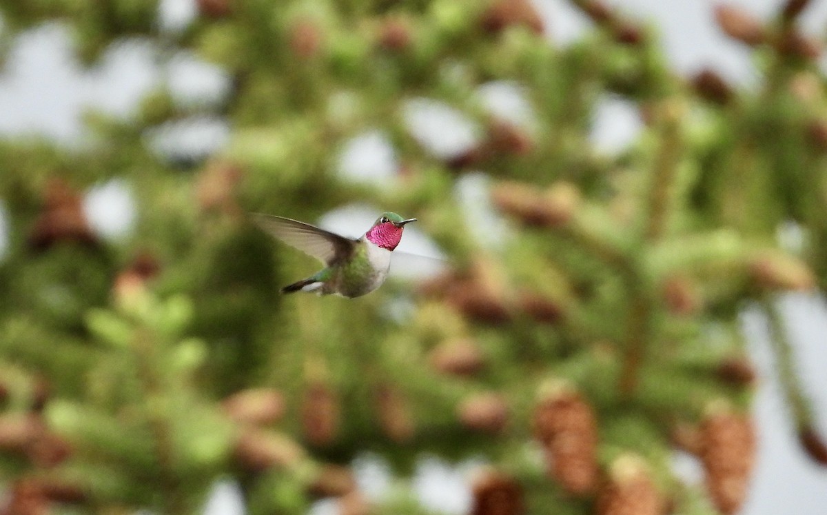 Broad-tailed Hummingbird - ML620974752