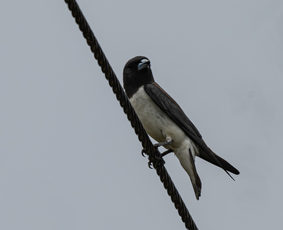 White-breasted Woodswallow - ML620974768