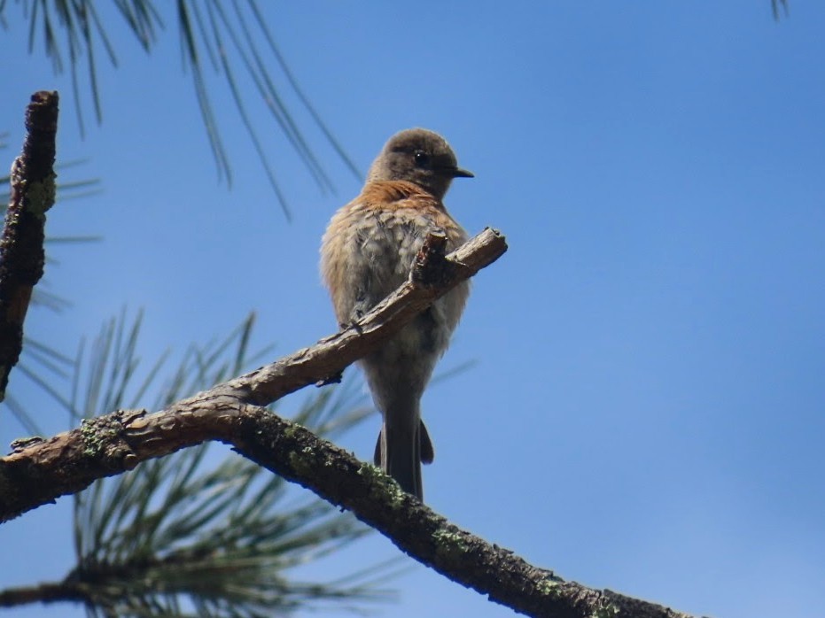 Western Bluebird - ML620974791