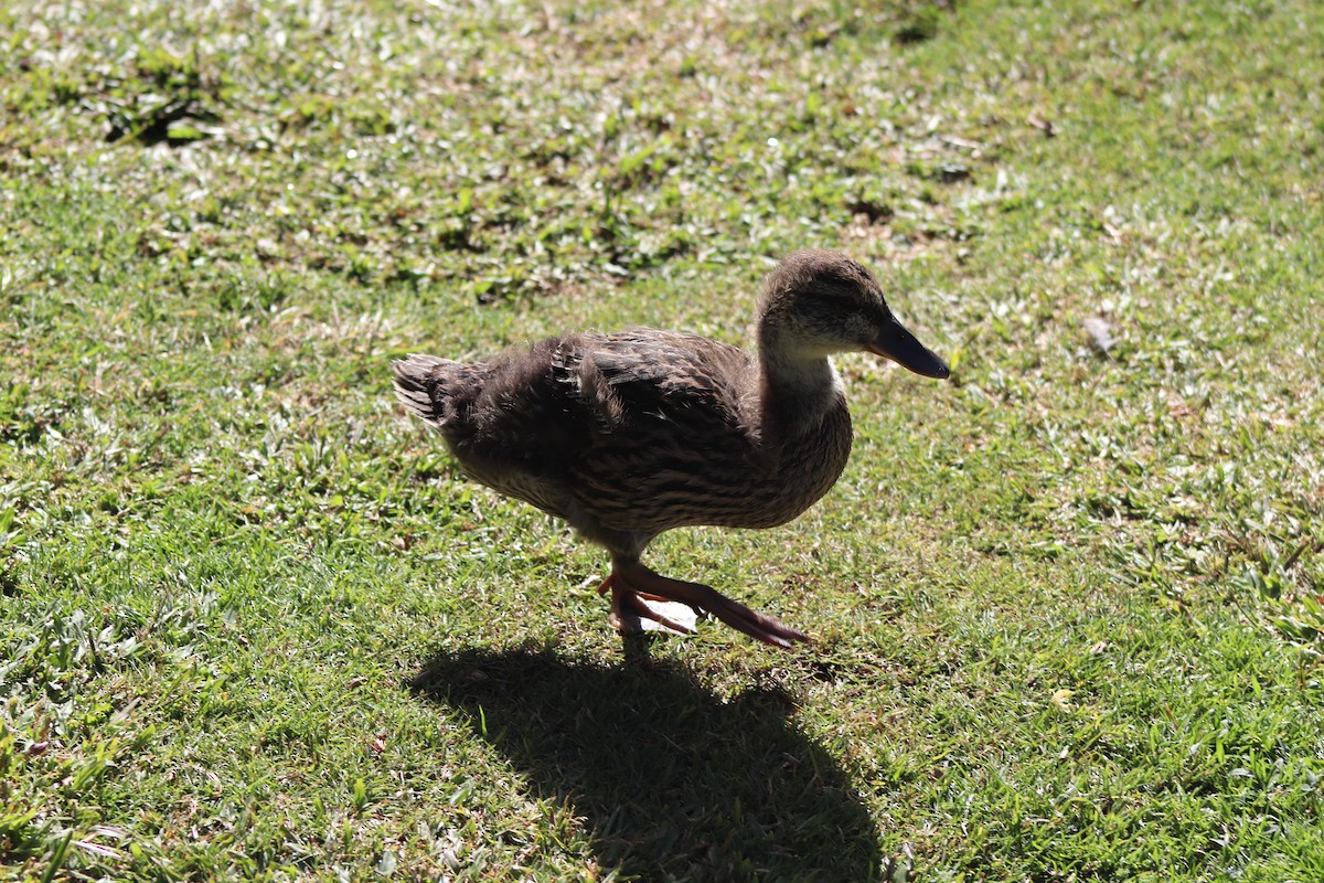Mallard x Hawaiian Duck (hybrid) - ML620974803
