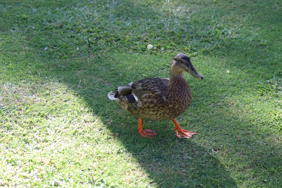 Mallard x Hawaiian Duck (hybrid) - ML620974804