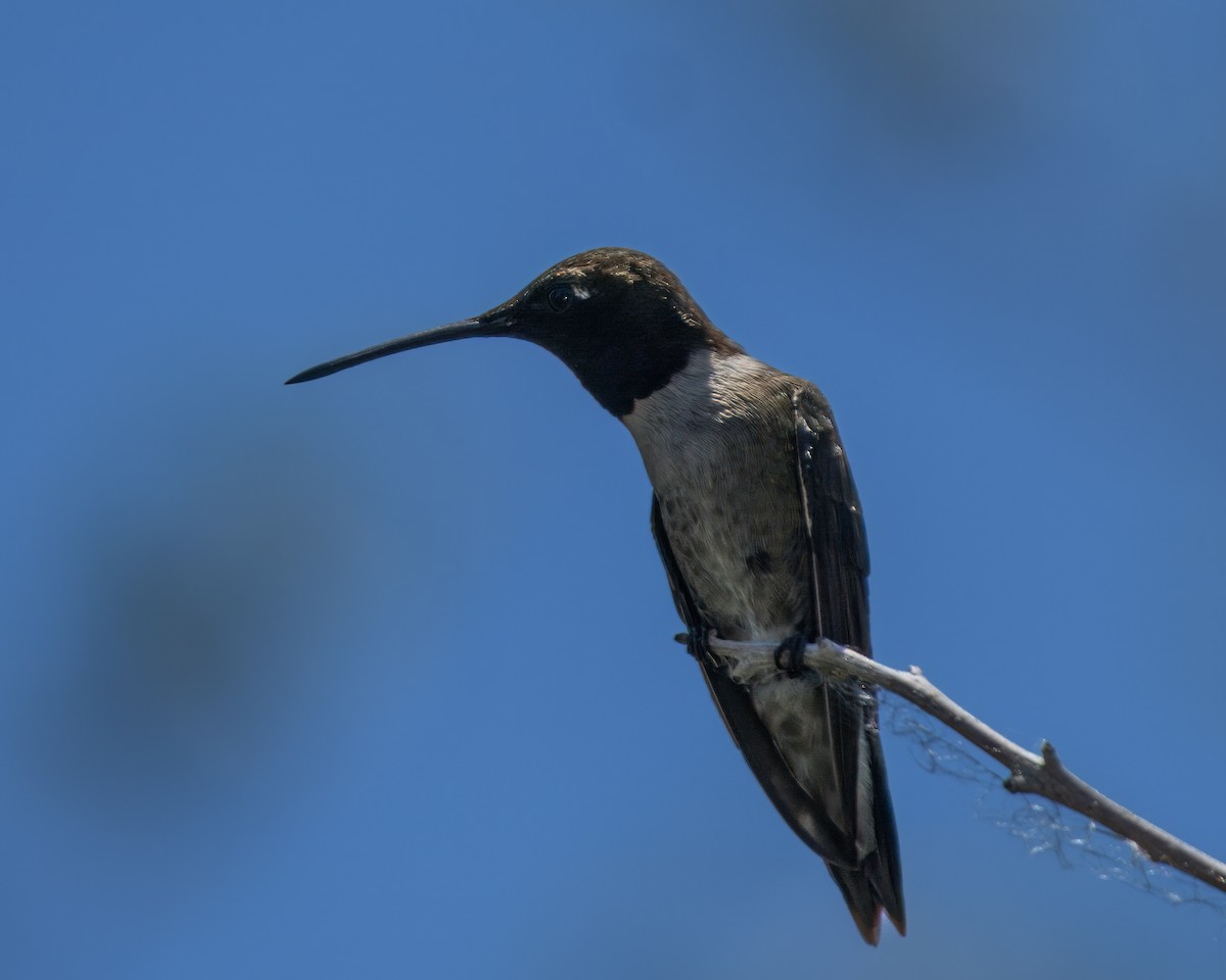 Black-chinned Hummingbird - Joe & Brook Hinrichs