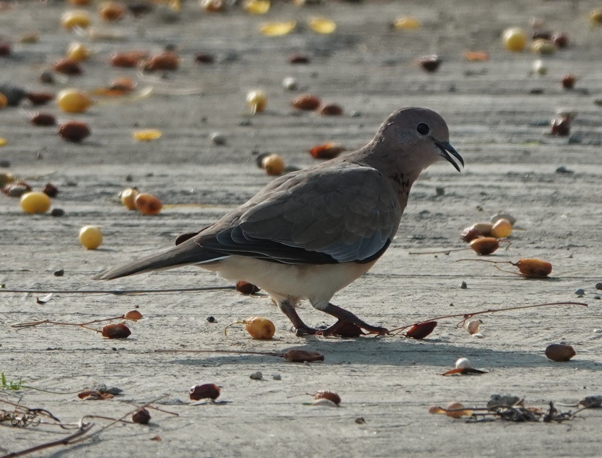 Laughing Dove - ML620974824