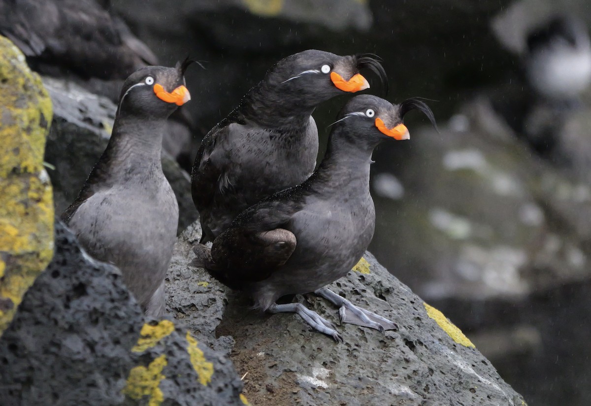 Crested Auklet - ML620974841