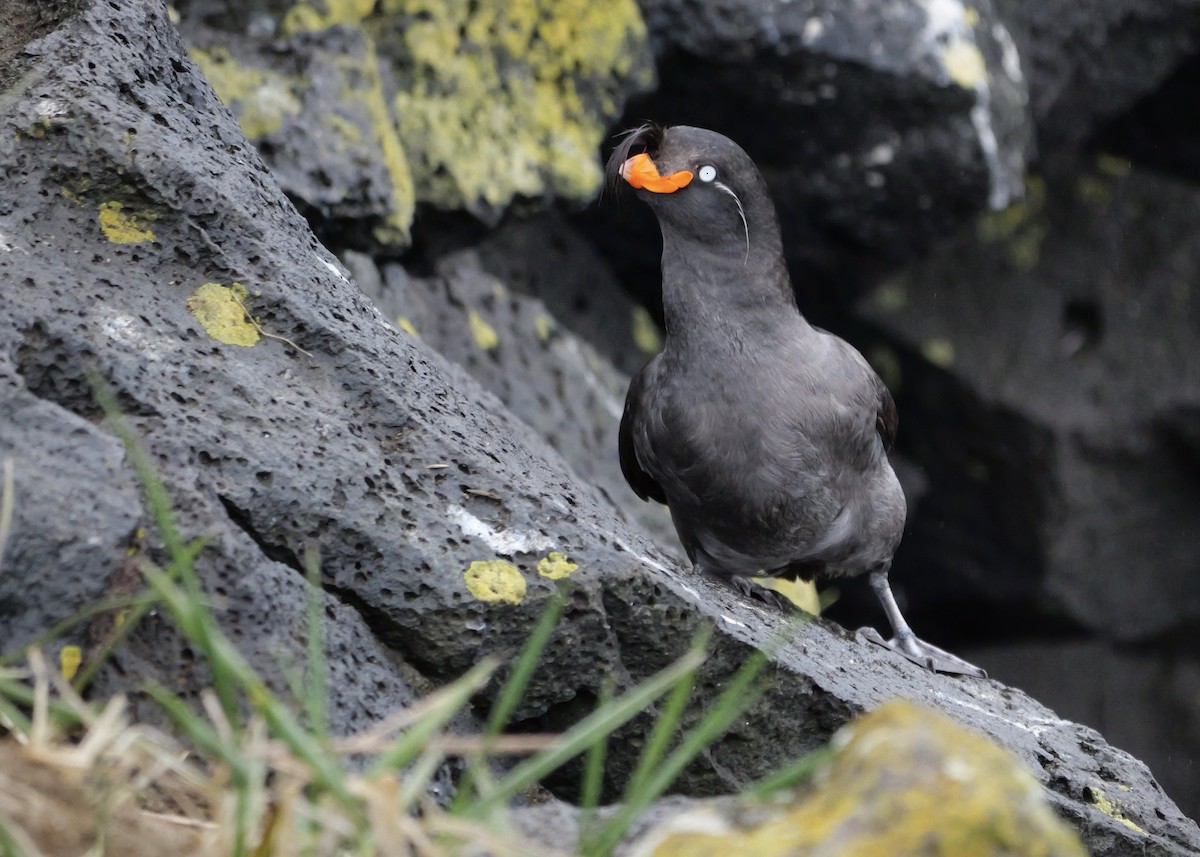 Crested Auklet - ML620974848