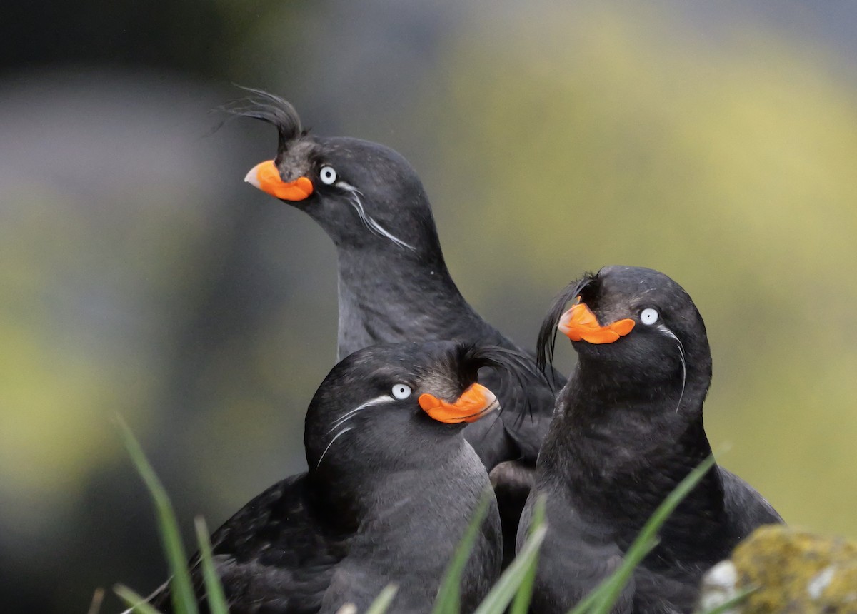 Crested Auklet - ML620974851