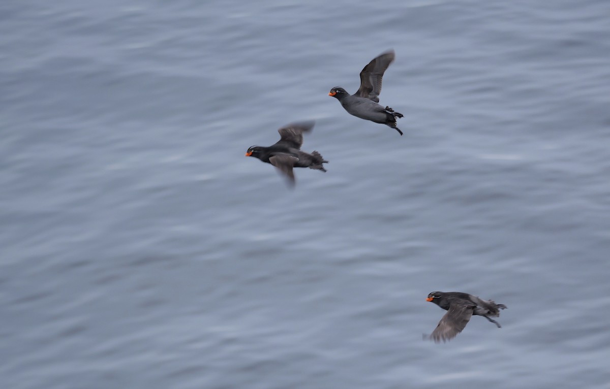 Crested Auklet - ML620974852