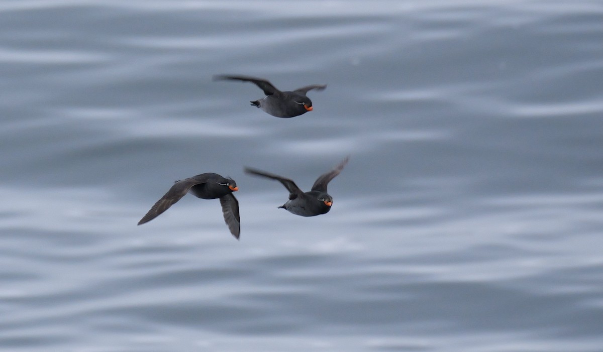 Crested Auklet - ML620974853