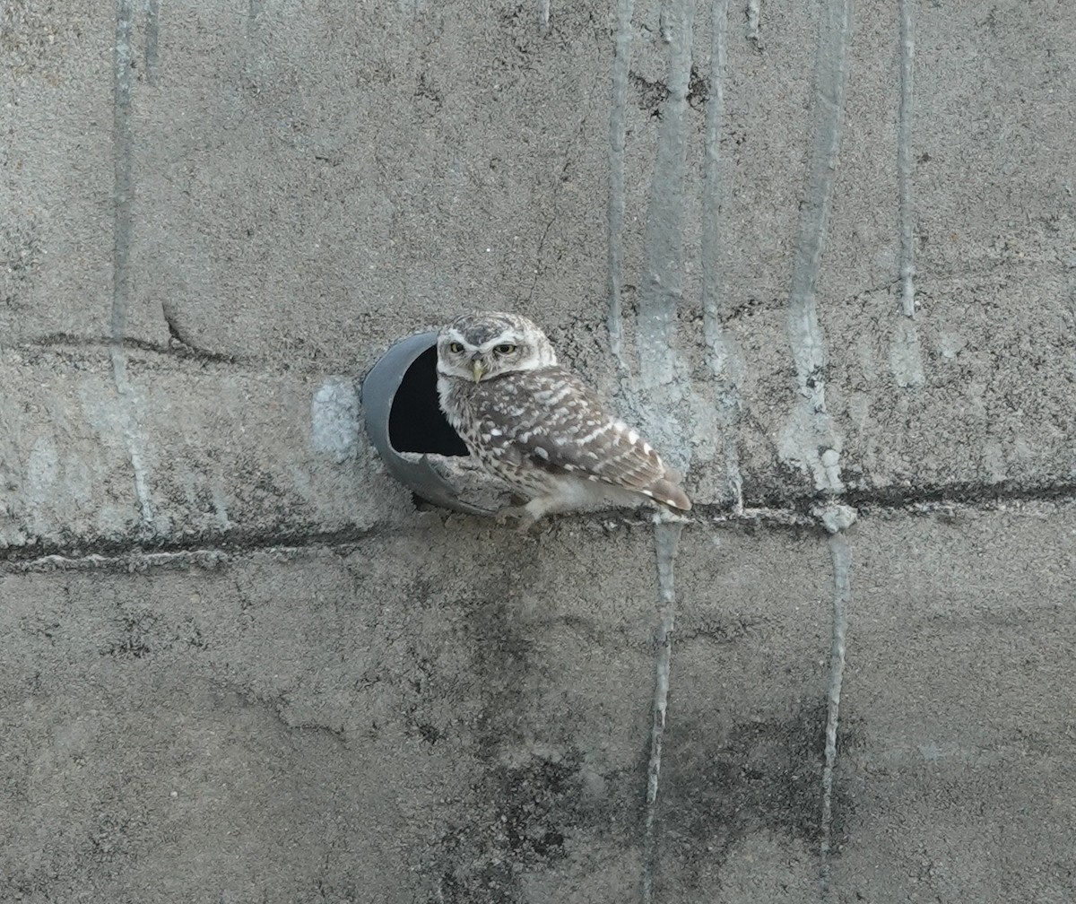 Spotted Owlet - ML620974854