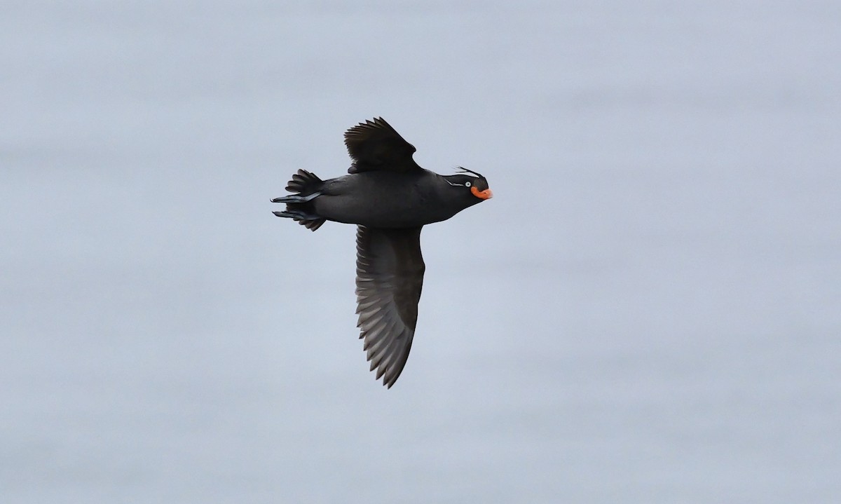 Crested Auklet - ML620974858