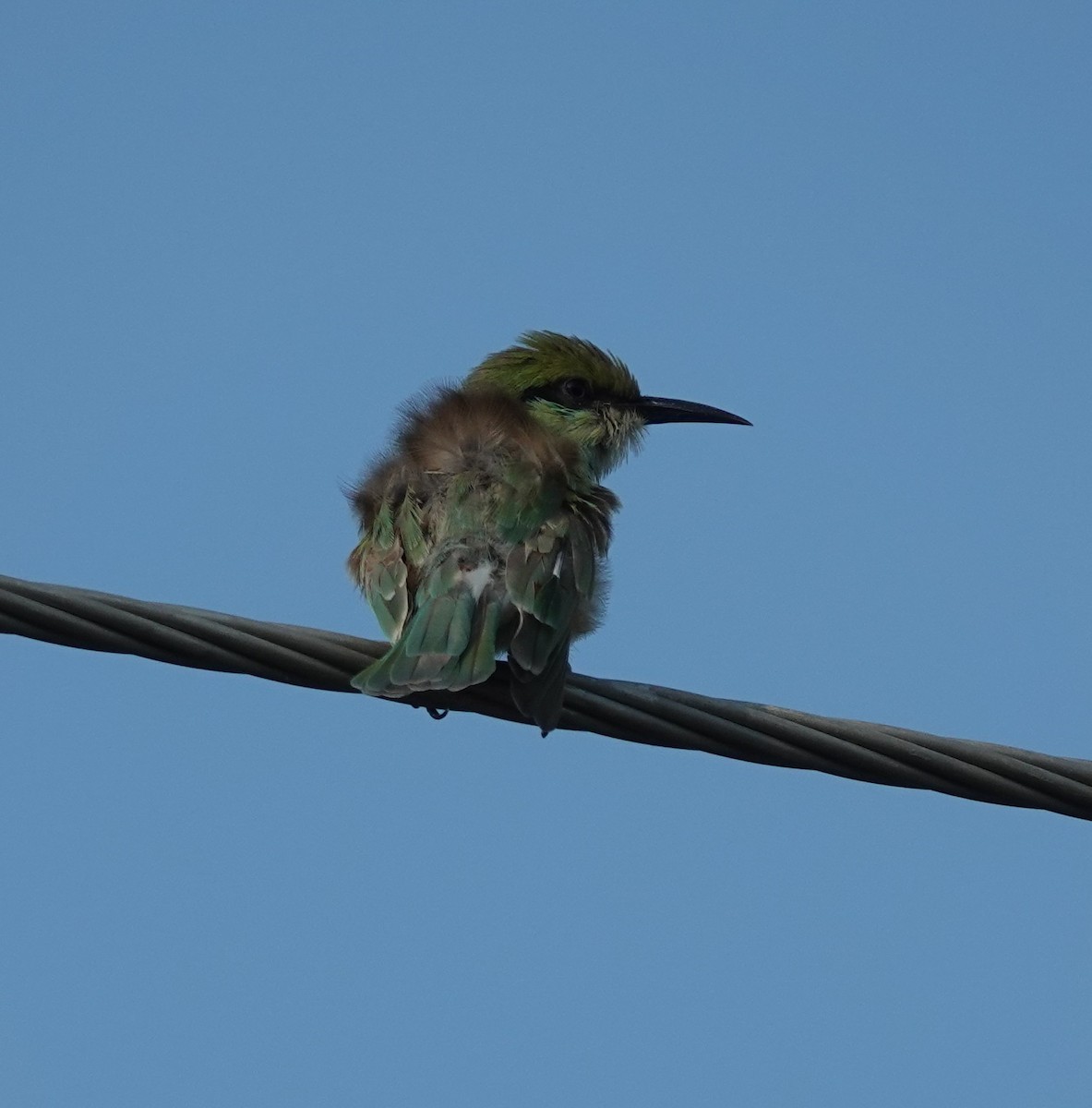 Asian Green Bee-eater - ML620974875