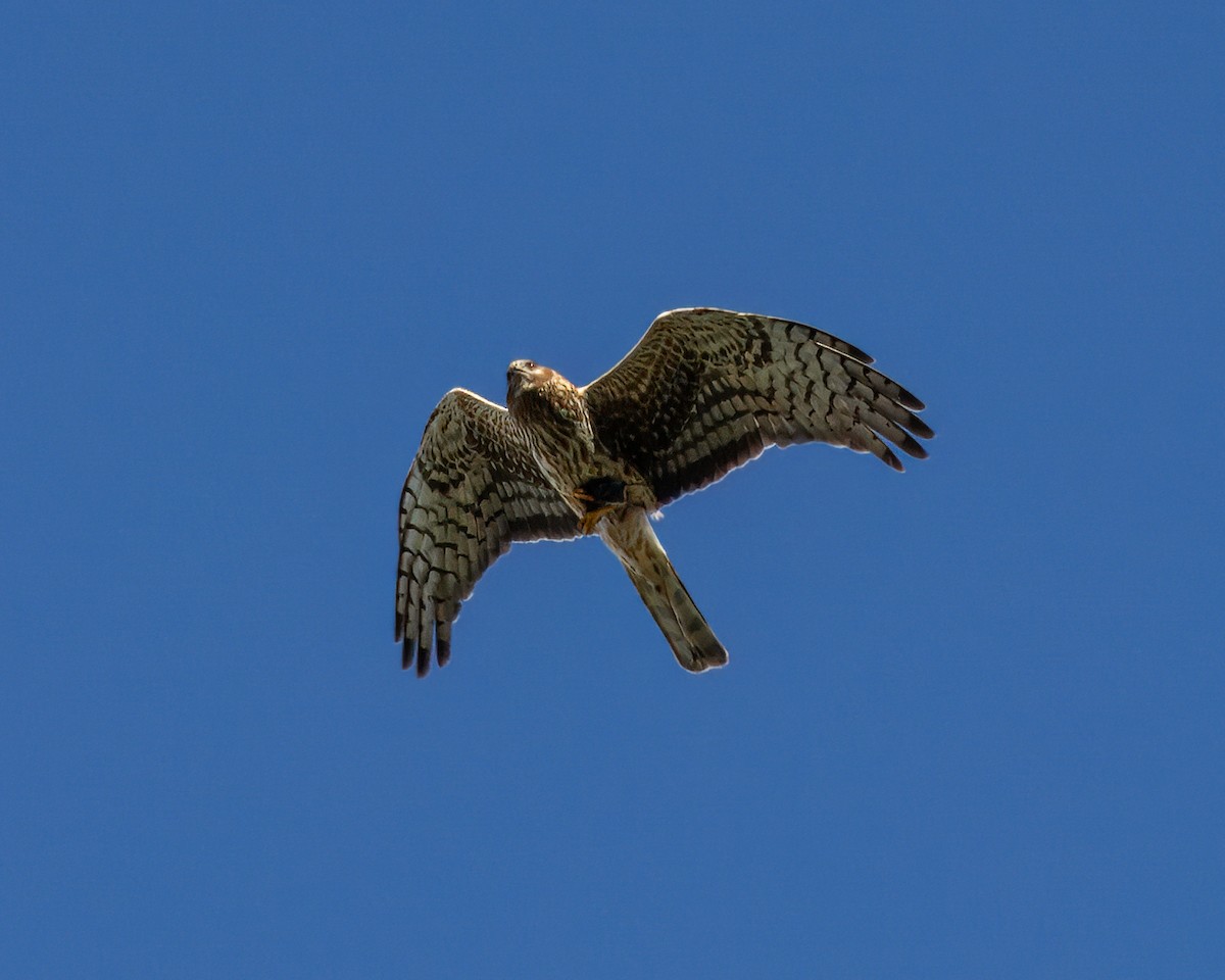 Northern Harrier - ML620974878