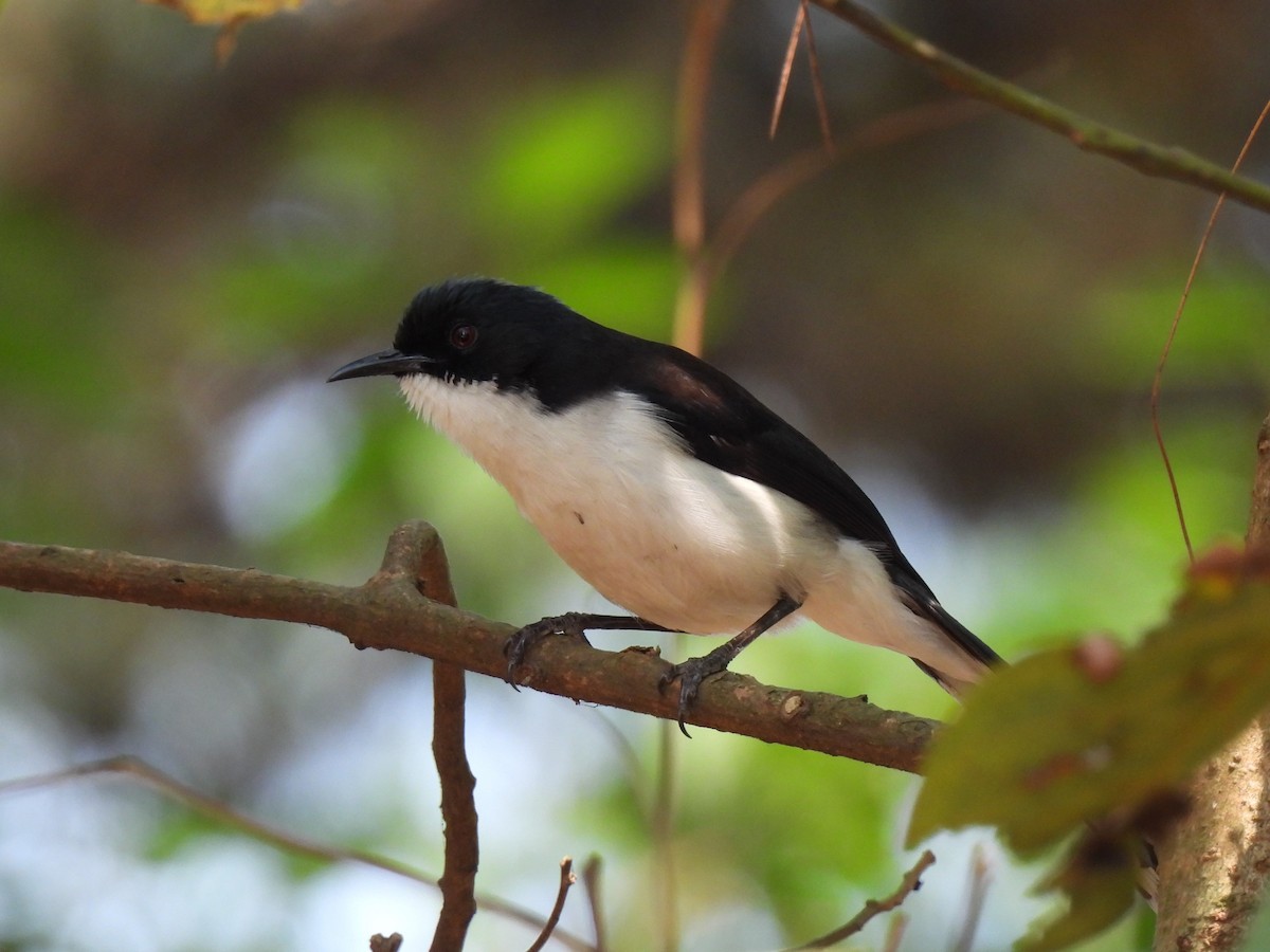 Black-backed Sibia - ML620974886