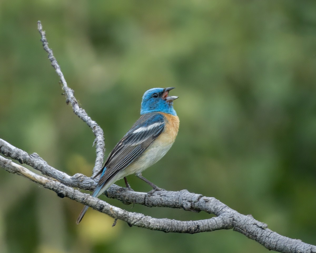 Passerin azuré - ML620974905