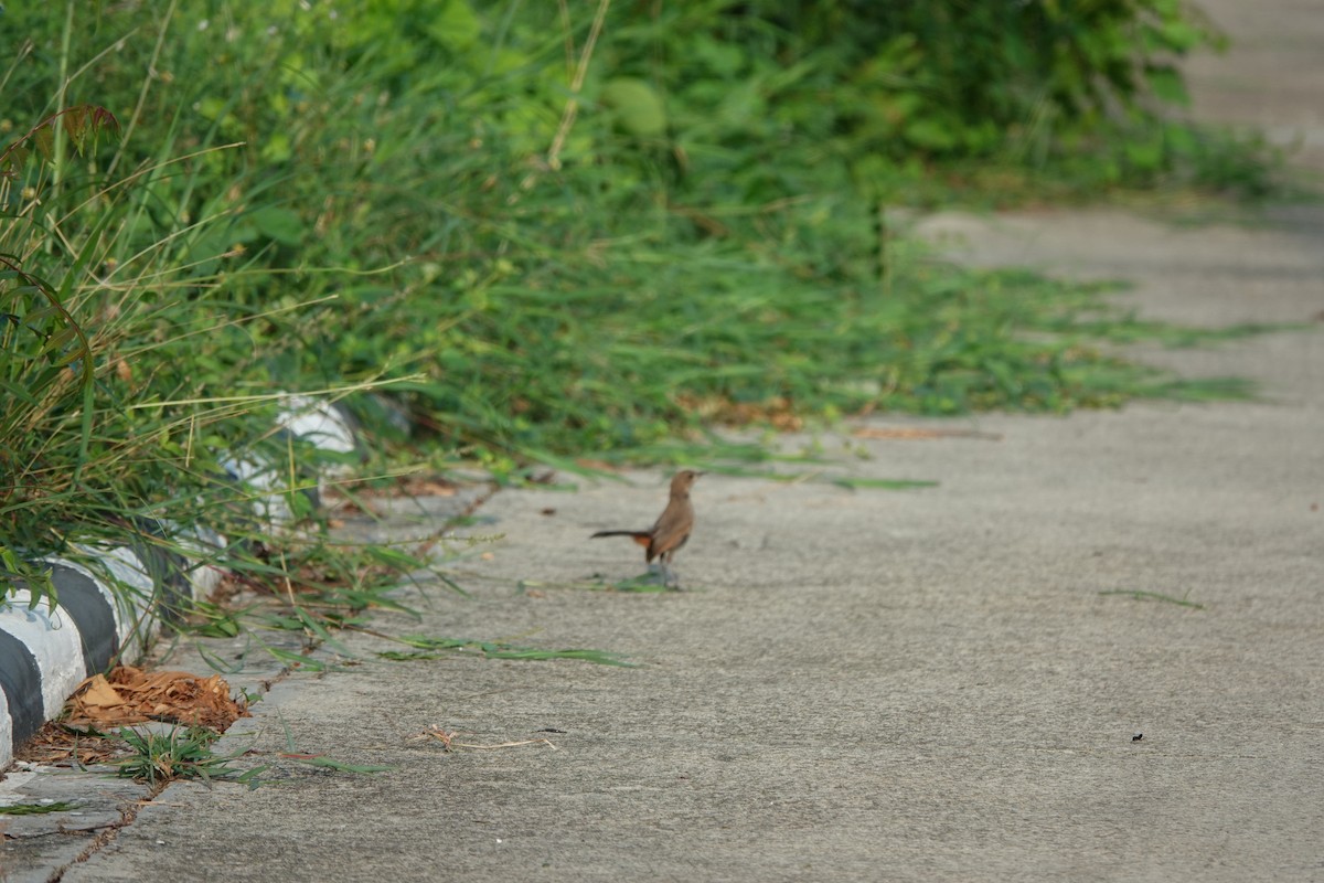 Indian Robin - ML620974921