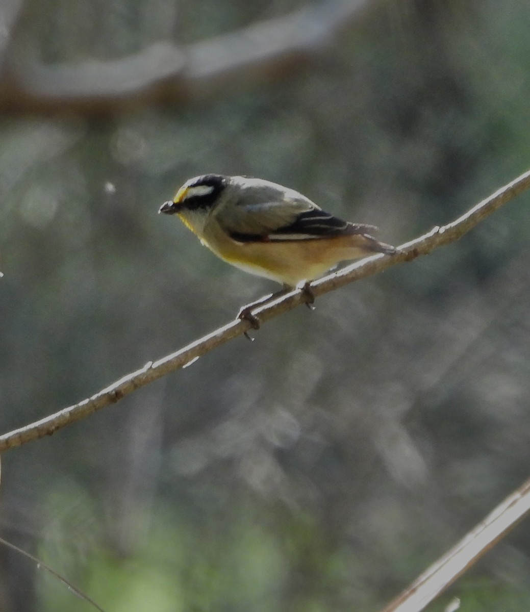 Streifenpanthervogel - ML620974930