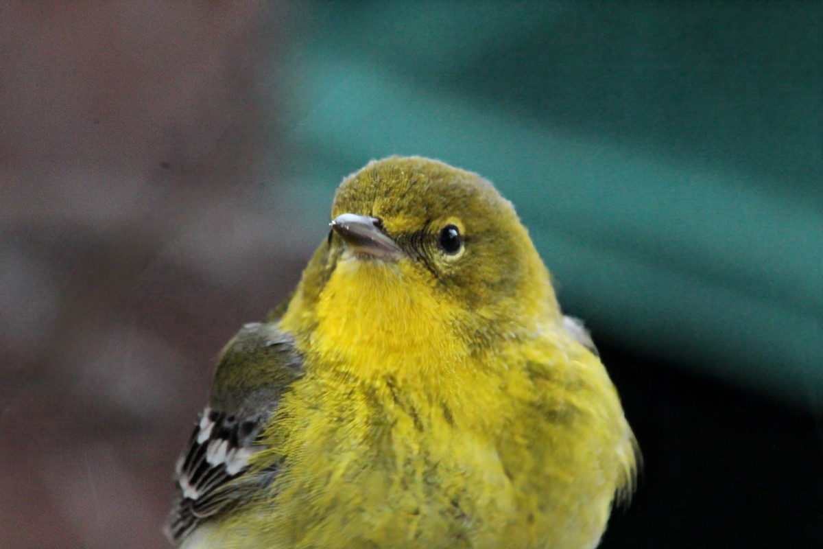 Pine Warbler - ML620974945