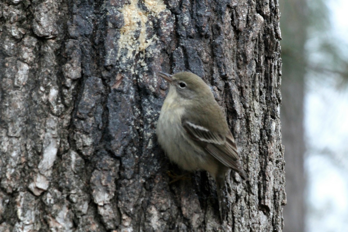 Kiefernwaldsänger - ML620974948