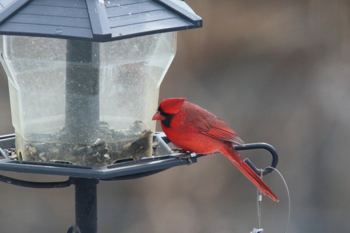 Cardinal rouge - ML620974950