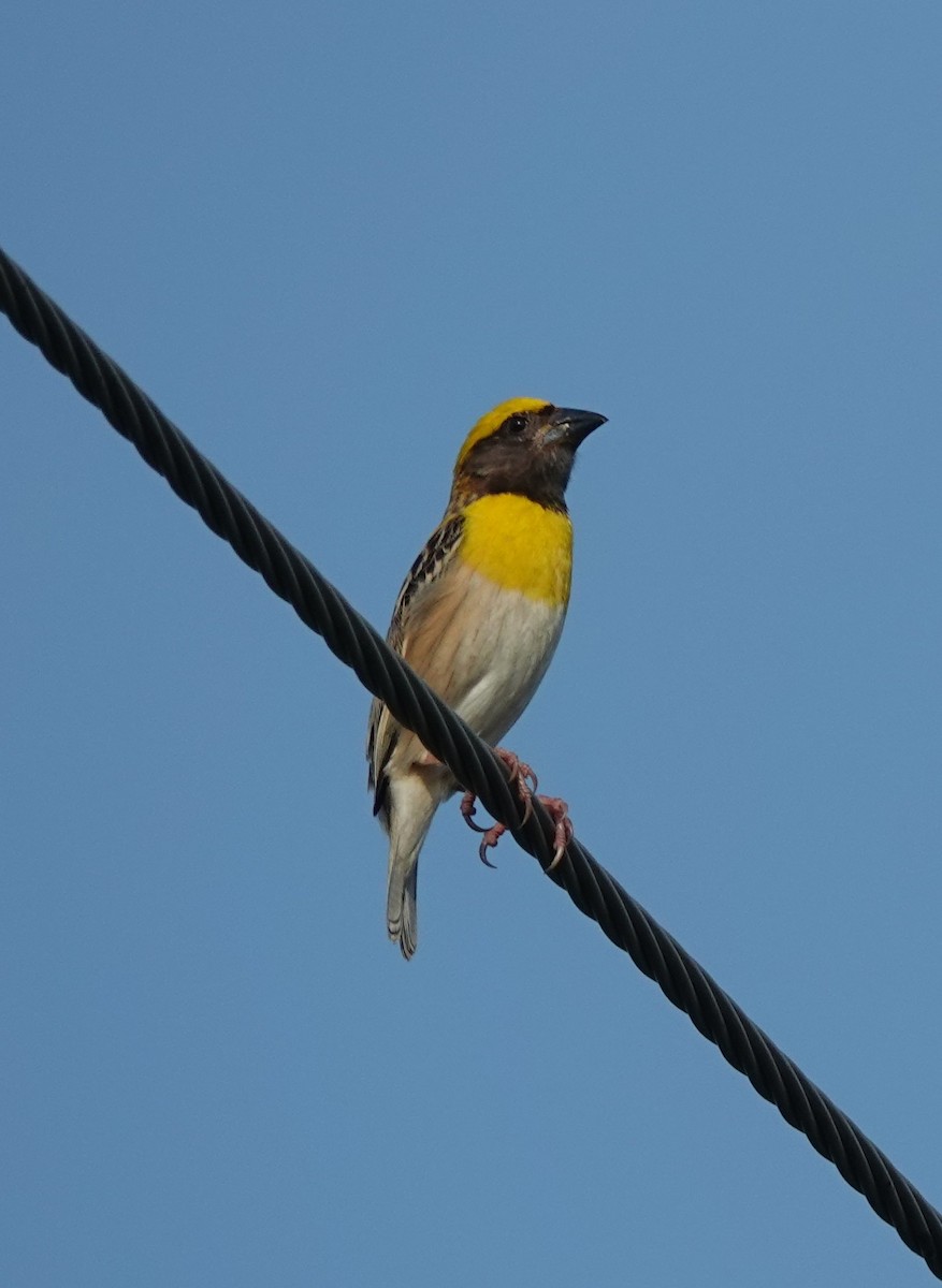 Baya Weaver - ML620974953