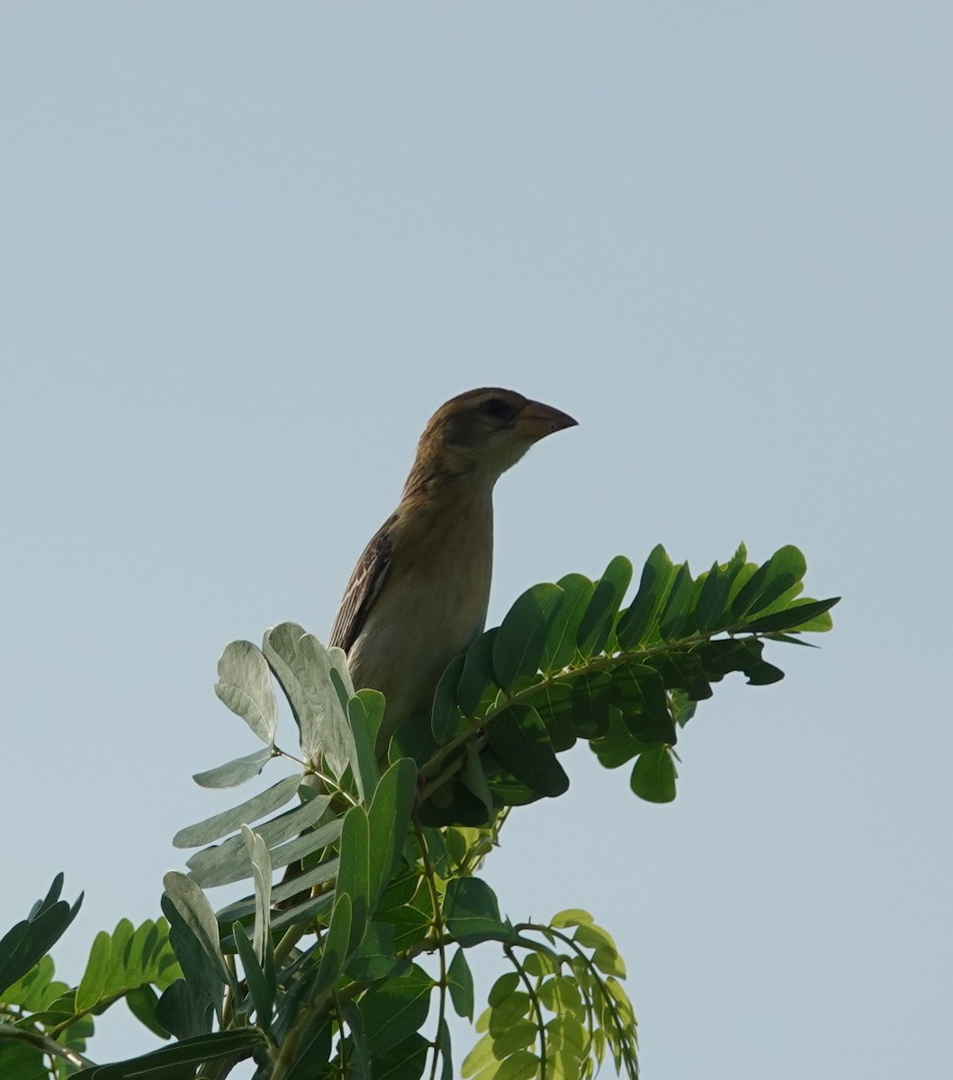 Baya Weaver - ML620974954