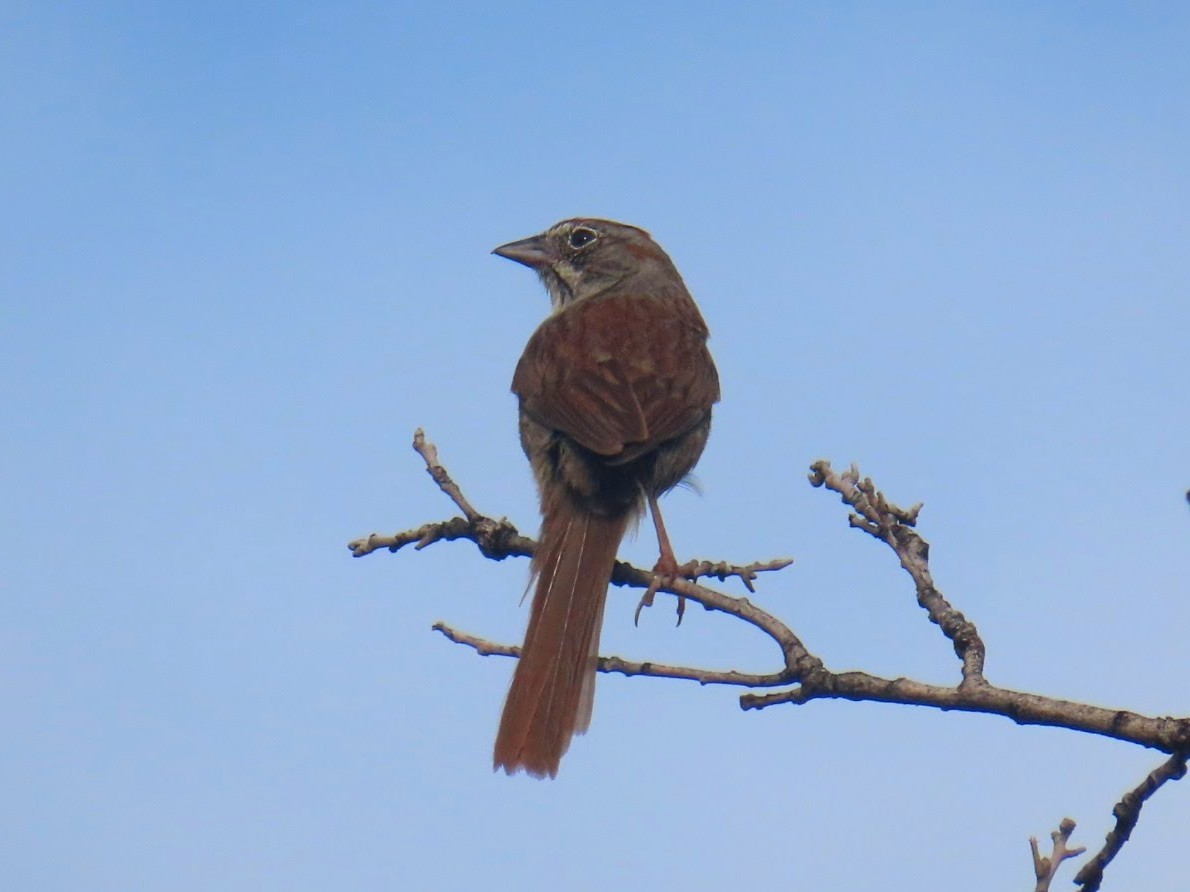 Canyon Towhee - ML620974973